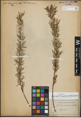 Foto von Salix repens subsp. rosmarinifolia (L.) Andersson